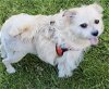 adoptable Dog in bellevue, WA named Whiskers - Scruffy Friend