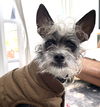 adoptable Dog in  named Tater Tot - Adorable Terrier