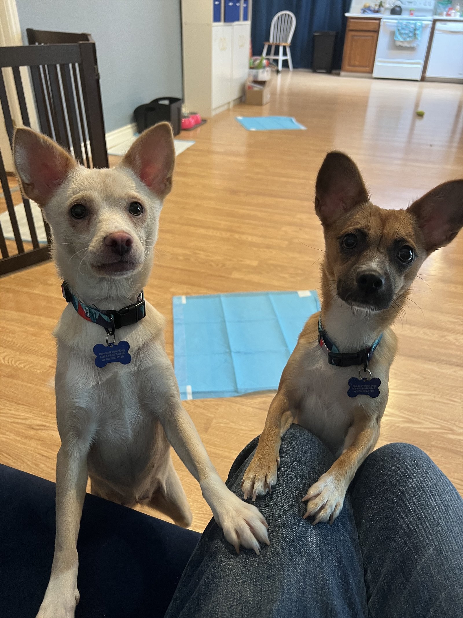 adoptable Dog in Bellevue, WA named Candy and Cream - The Sweetest Pair