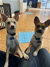 adoptable Dog in bellevue, WA named Candy and Cream - The Sweetest Pair