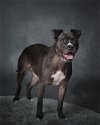 adoptable Dog in , WA named Rose (of Rose and Lorenzo Duo Fame)