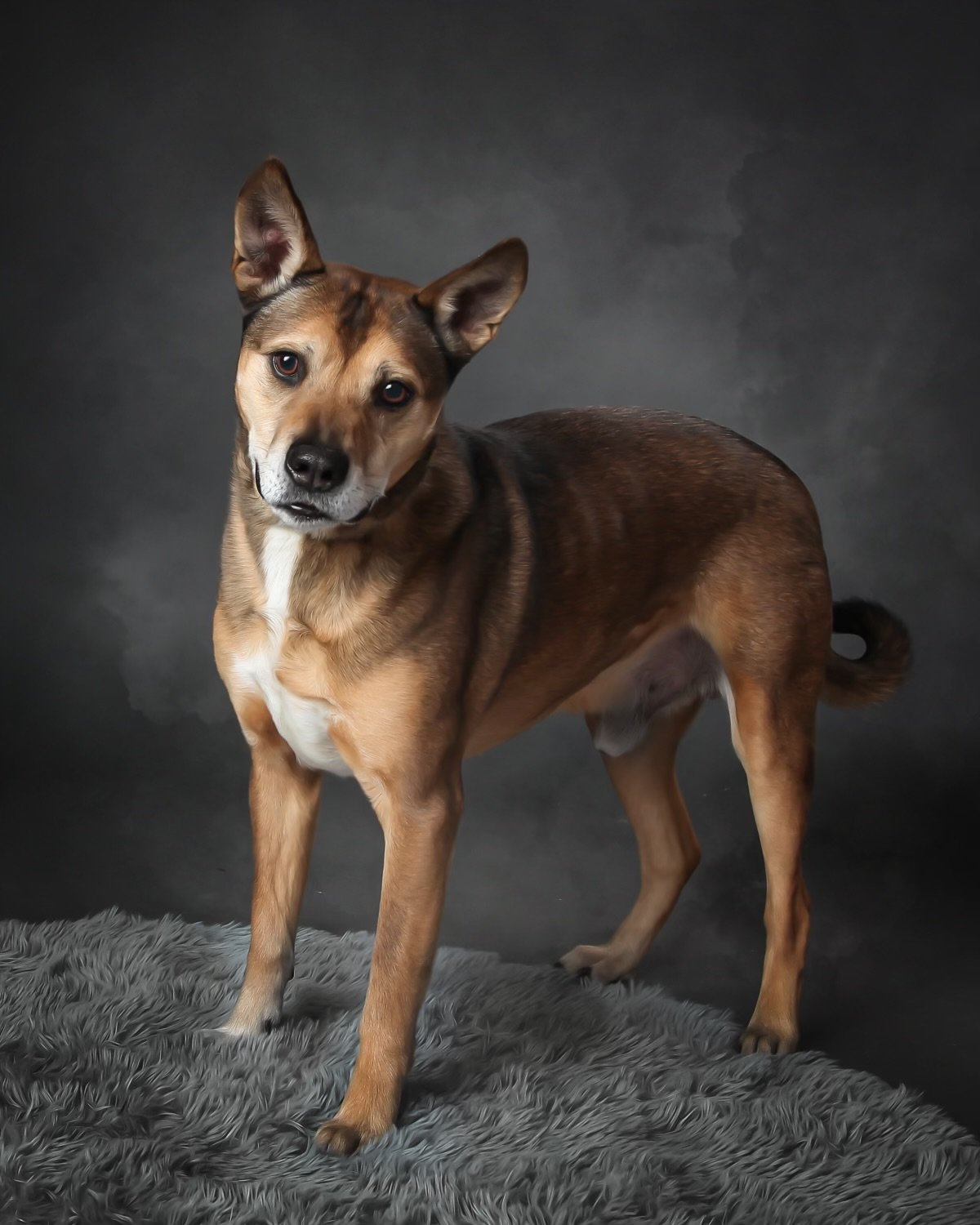 adoptable Dog in Bellevue, WA named Lorenzo (of Rose and Lorenzo Duo Fame)