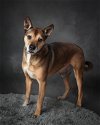adoptable Dog in  named Lorenzo (of Rose and Lorenzo Duo Fame)