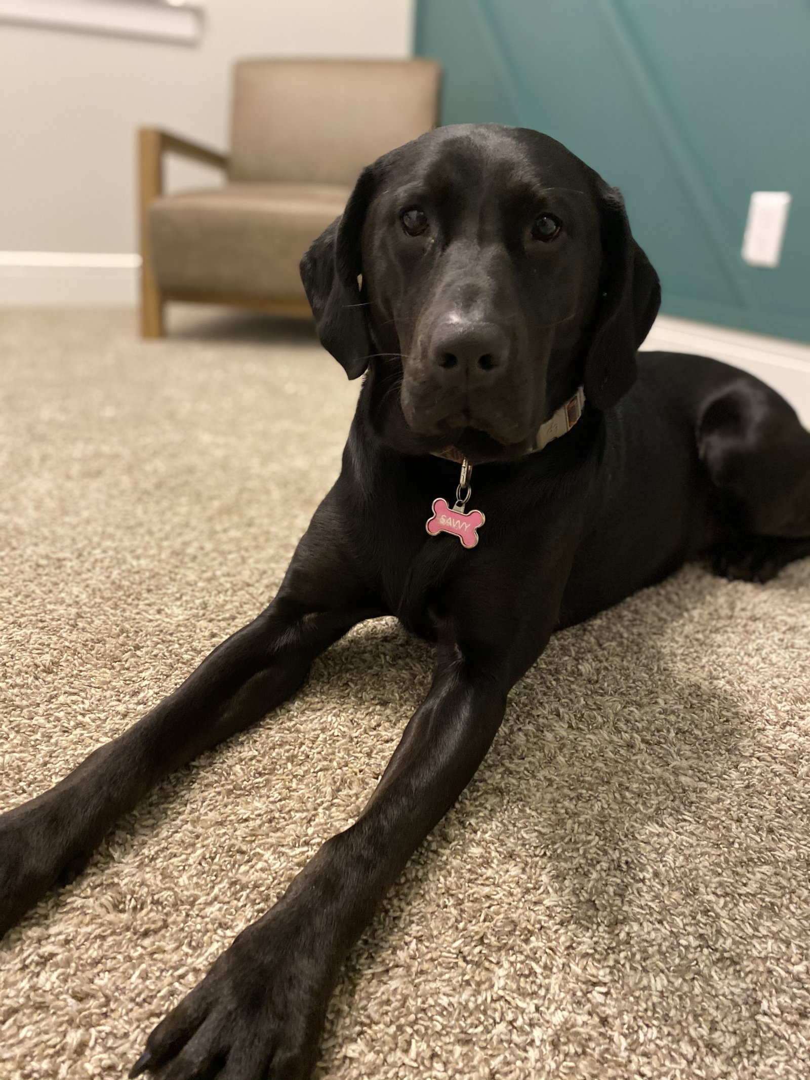 Dog for Adoption - Mack and Savvy - Best Friends!, a Golden Retriever