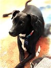 adoptable Dog in  named Luna - Amazing!