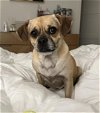 adoptable Dog in bellevue, WA named Gretchen - Adorable Pug