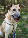 adoptable Dog in bellevue, WA named Fritz - So Handsome and Cool!