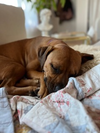 Josie - Photo 11