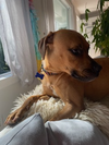 Josie - Photo 13