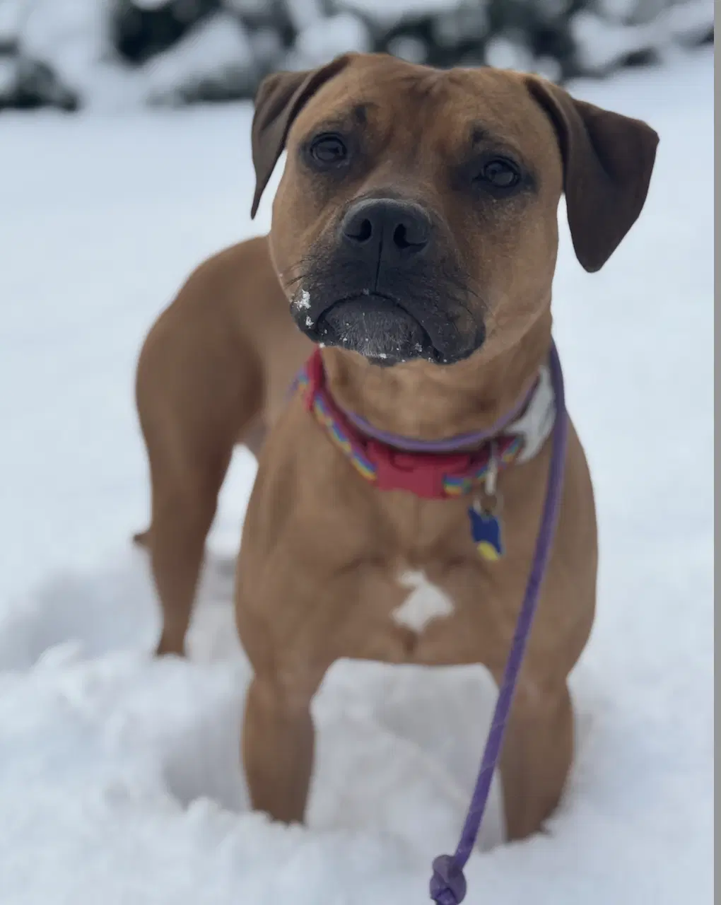 Josie image 3