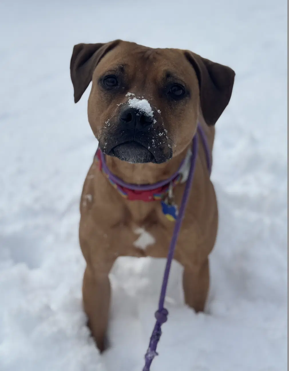 Josie image 4
