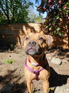 adoptable Dog in bellevue, WA named Josie