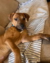 Josie - Photo 7