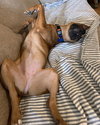 Josie - Photo 8