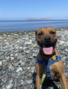 adoptable Dog in , WA named Josie - So Lovely!