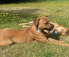 Josie - Photo 5