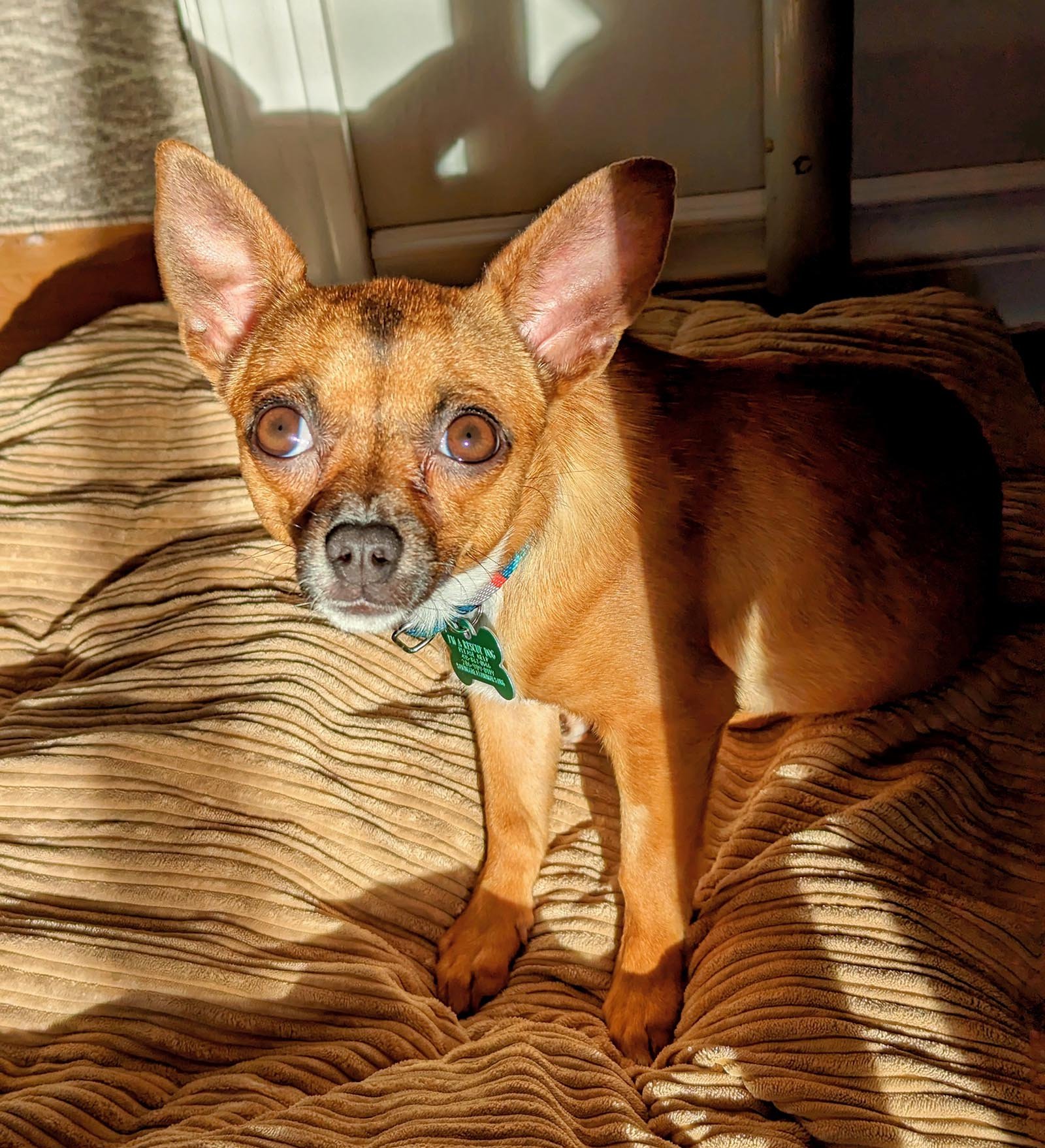 adoptable Dog in Bellevue, WA named Ivy - Cute Chi Girl