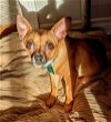 adoptable Dog in bellevue, WA named Ivy - Cute Chi Girl