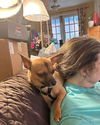 adoptable Dog in Bellevue, WA named Ivy - Cute Chi Girl