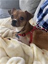 adoptable Dog in bellevue, WA named Sprout - Small but Mighty