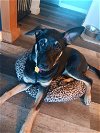 adoptable Dog in bellevue, WA named Baby - Amazing Shepherd Pup
