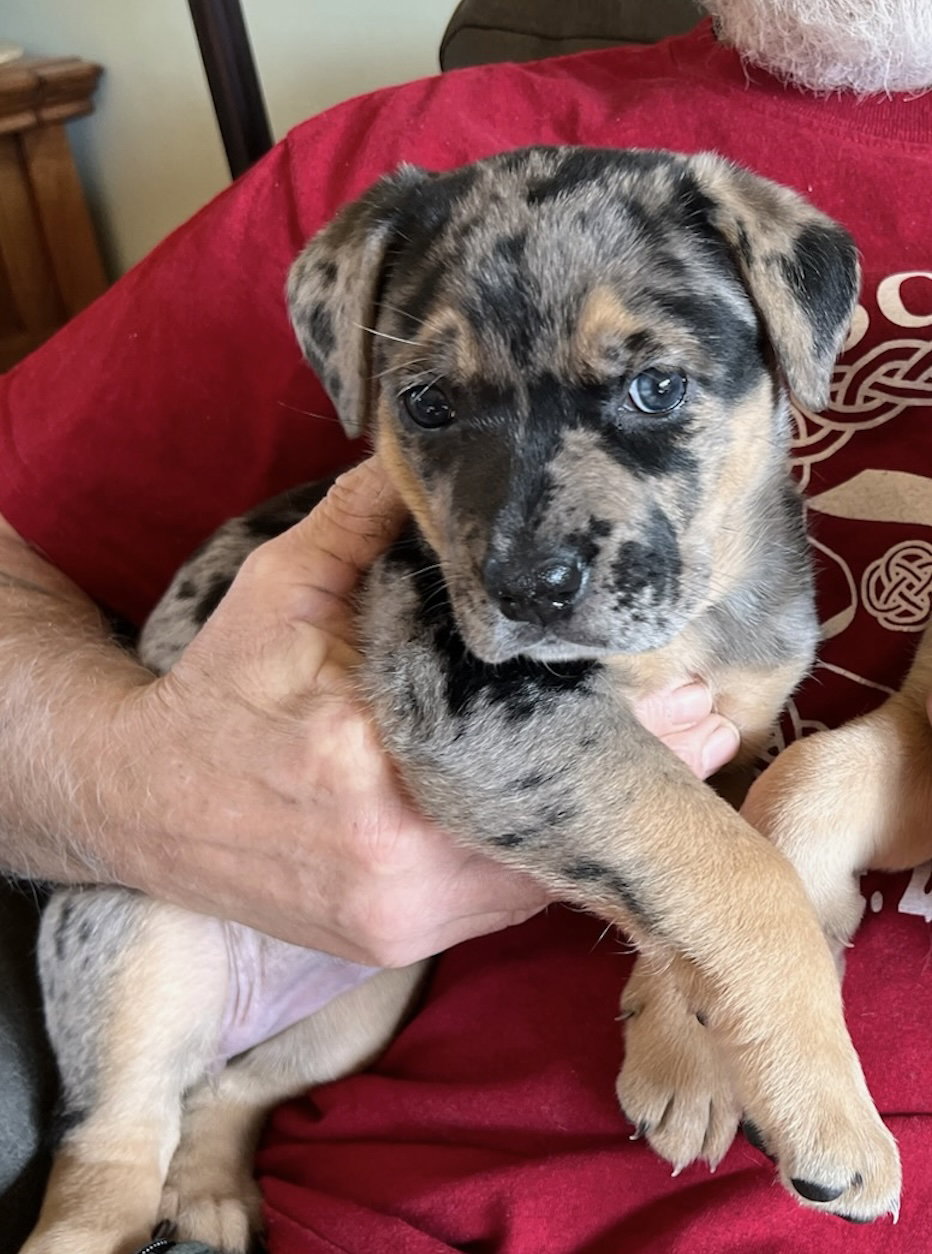 Dog for Adoption Brie The Cutest Pup Alive, a Shepherd in Lynnwood
