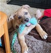 adoptable Dog in , WA named Zola - Cutest Pittie Mix Pup