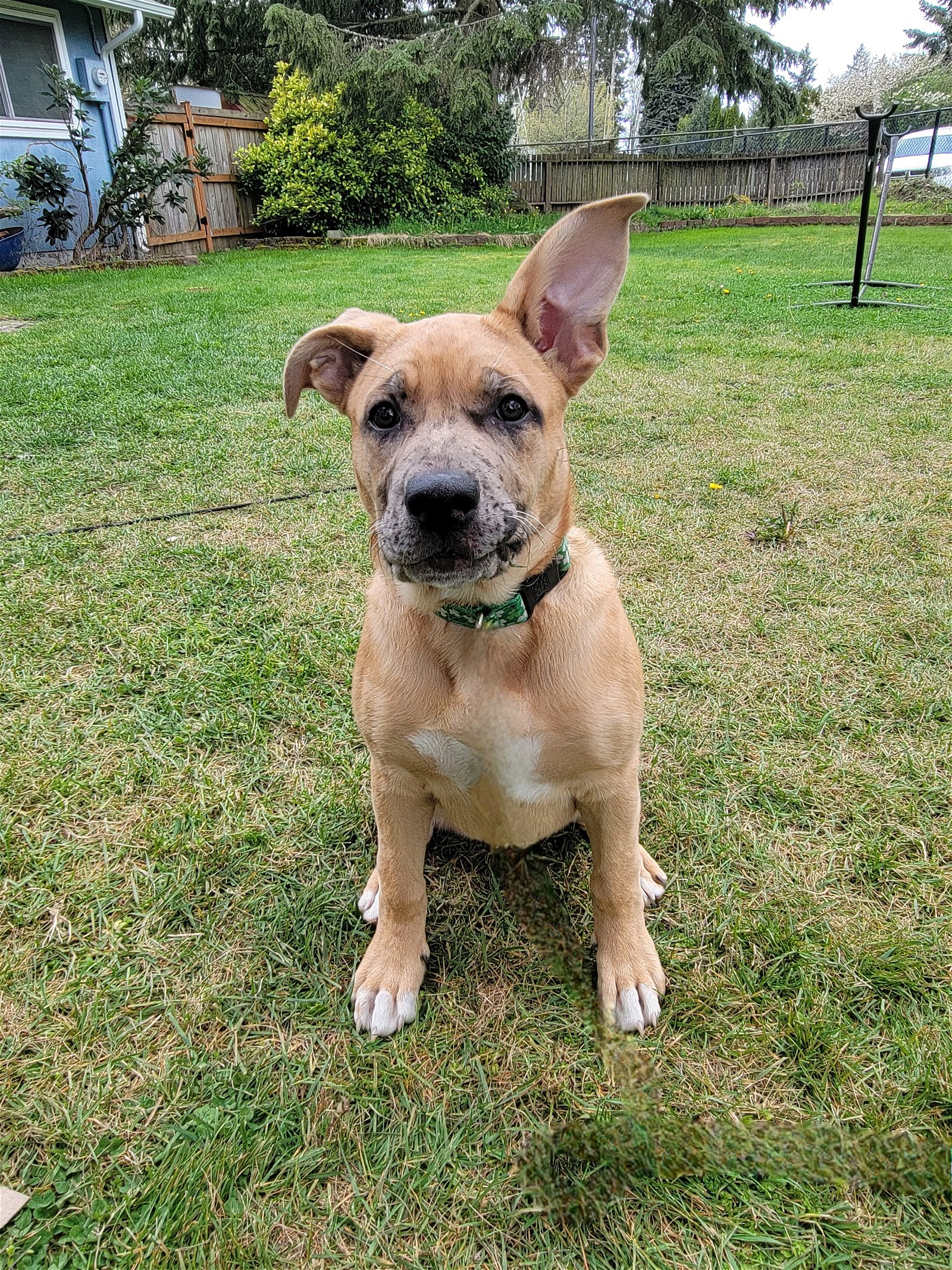 adoptable Dog in Bellevue, WA named Zola - Cutest Pittie Mix Pup