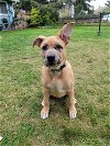 adoptable Dog in  named Zola - Cutest Pittie Mix Pup