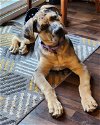 adoptable Dog in , WA named Mozzarella - Big and Handsome Boy
