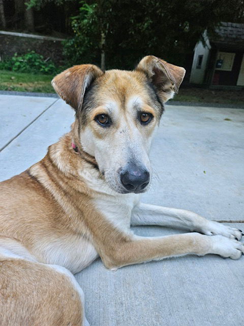 adoptable Dog in Bellevue, WA named Adil - Gentle Soul from the Westbank