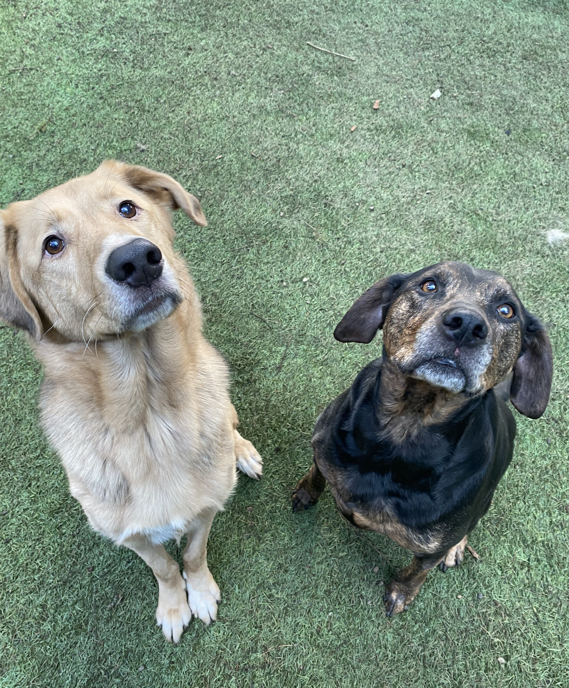 adoptable Dog in Bellevue, WA named Dublin and Tucker - Bonded Pair