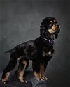 adoptable Dog in  named Chewy - Cute Spaniel