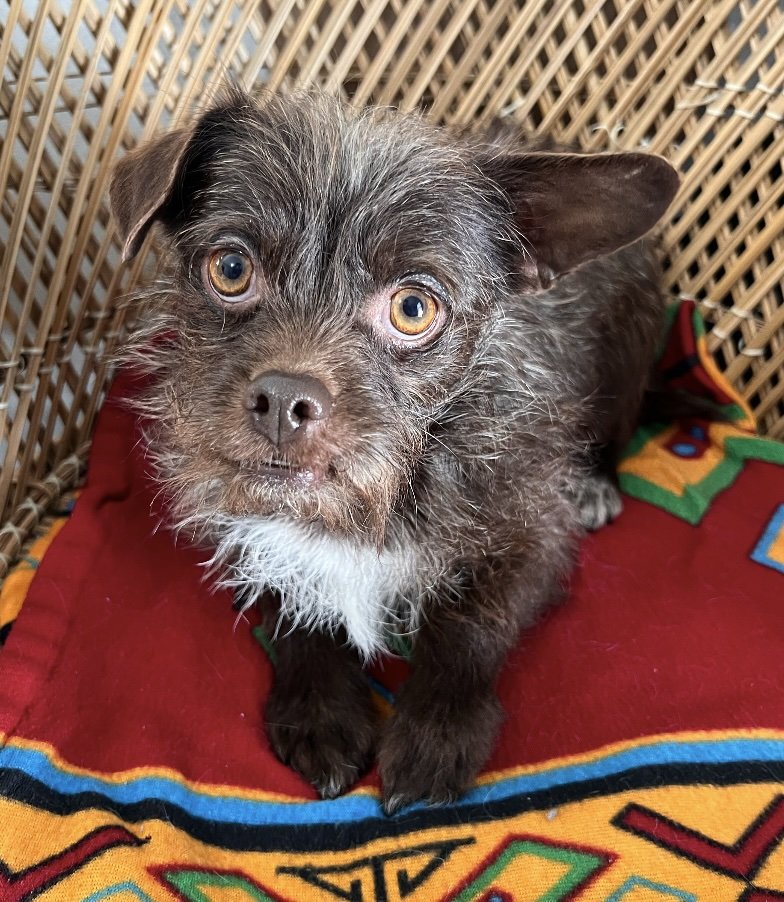 adoptable Dog in Bellevue, WA named Chester - Adorable Scruffy Boy