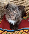 adoptable Dog in bellevue, WA named Chester - Adorable Scruffy Boy