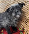 adoptable Dog in bellevue, WA named Cruiser - Sweet Scruffy