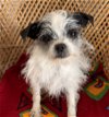 adoptable Dog in bellevue, WA named Daisy - Tiny Friend