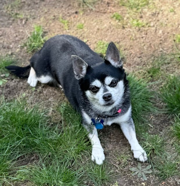 adoptable Dog in Bellevue, WA named Rosa - Gentle Sweetie