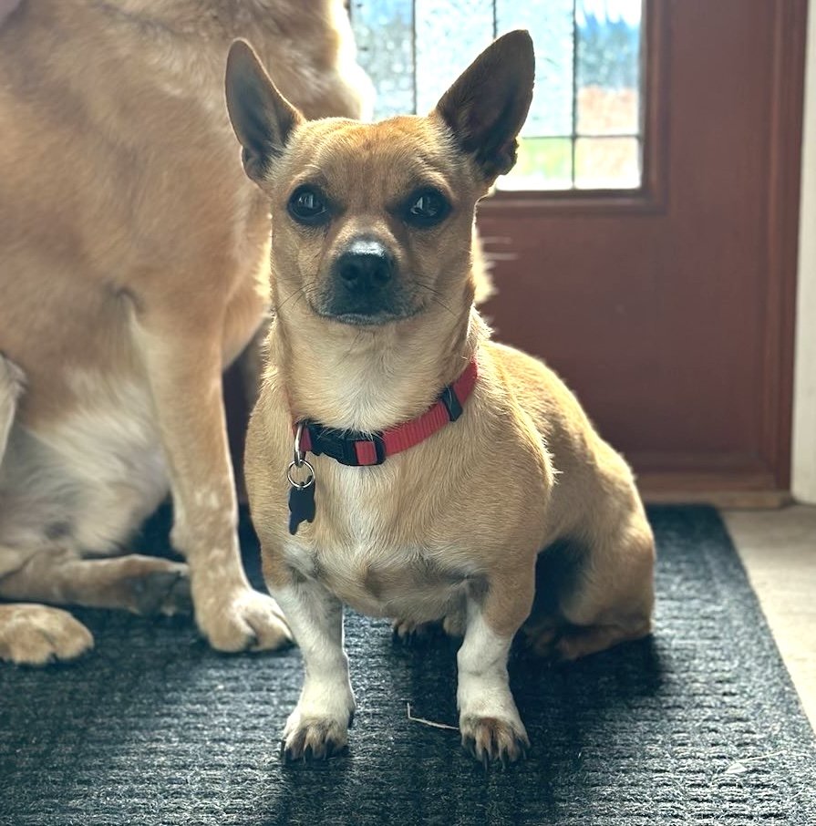 adoptable Dog in Bellevue, WA named Ollie - Little Cutie