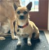 adoptable Dog in , WA named Ollie - Little Cutie