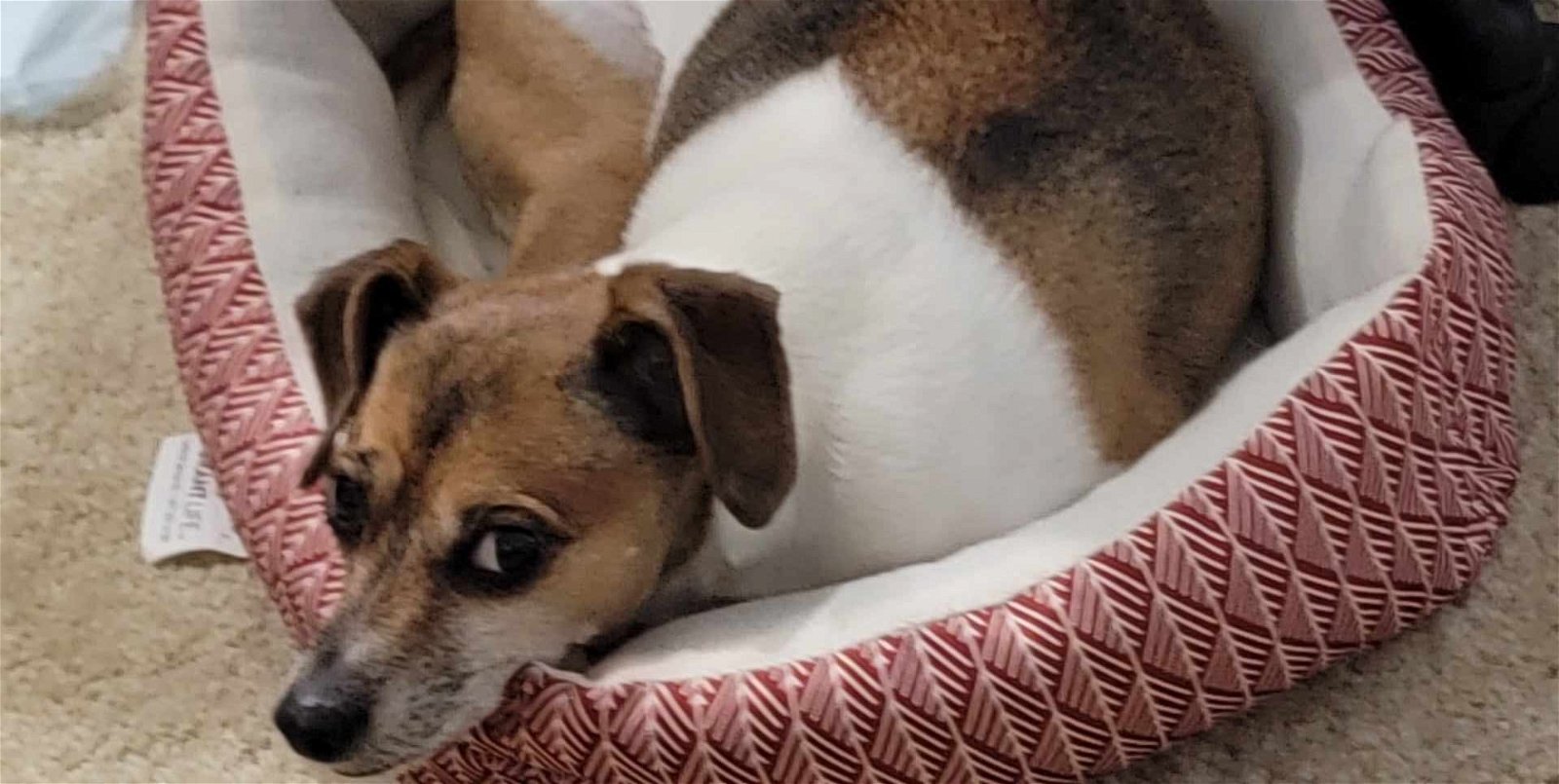 adoptable Dog in Bellevue, WA named Bayron - Sweet Older Friend