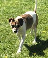 adoptable Dog in bellevue, WA named Bayron - Sweet Older Friend