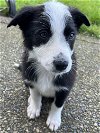 adoptable Dog in , WA named Mona  - Adorable Little Pup