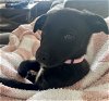adoptable Dog in , WA named Mary - Cutest Little Thing