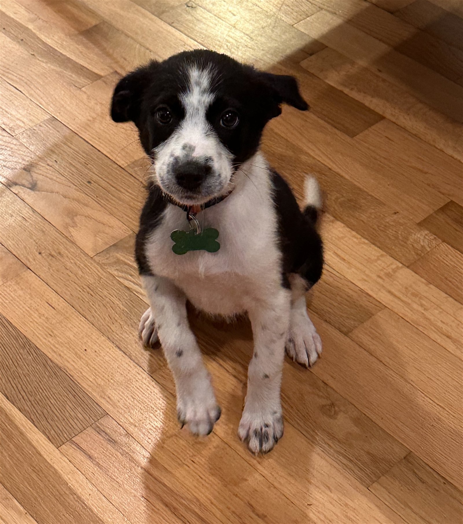 adoptable Dog in Bellevue, WA named Rosalie - Cutie Little Pup