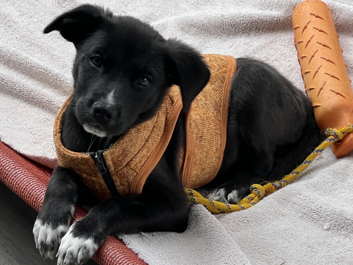 adoptable Dog in Bellevue, WA named Monet - Great Little Pup
