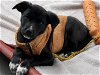 adoptable Dog in , WA named Monet - Great Little Pup