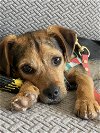 adoptable Dog in bellevue, WA named Bandit - Darling Scruffy Pup