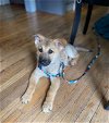 adoptable Dog in bellevue, WA named Emma - Best Puppy!