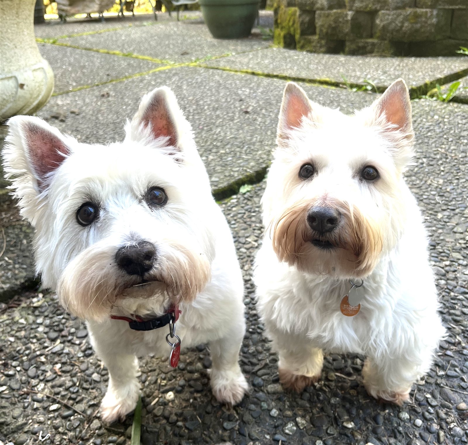 Dog for Adoption - McDuff and Kinloch - Amazing Westie and Scottie!, a ...